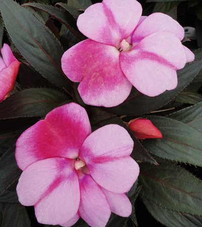 New Guinea Impatiens Celebrette Orchid Star